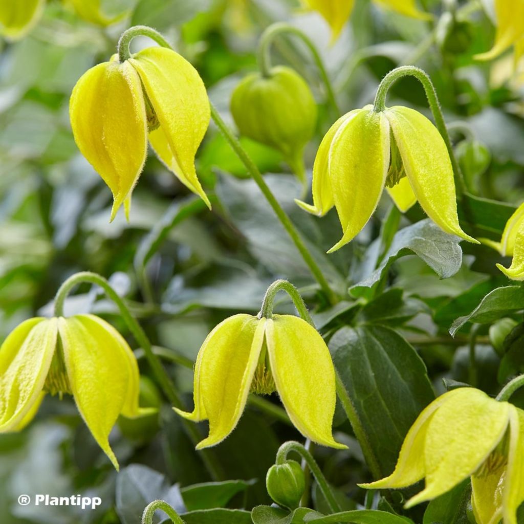 Clématite - Clematis tangutica Little Lemons