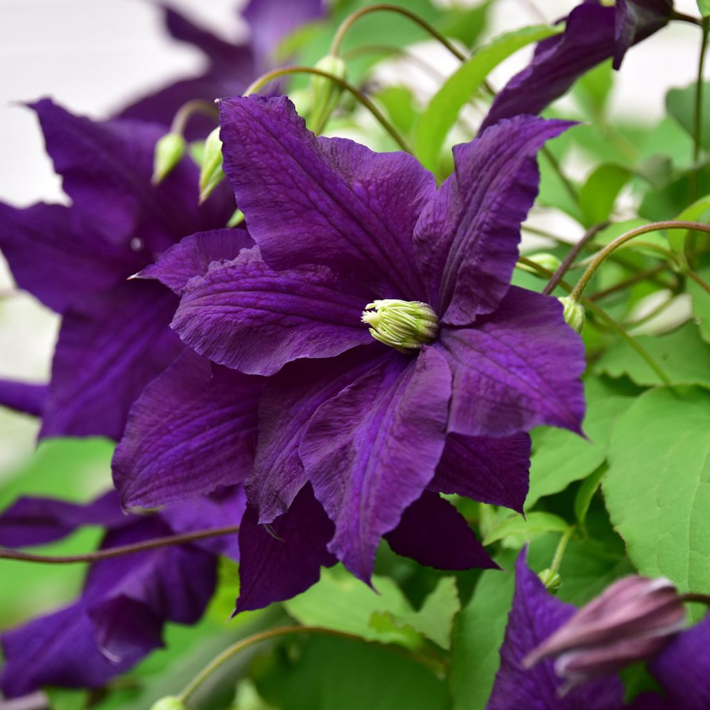 Clematis viticella Aotearoa - Clematide