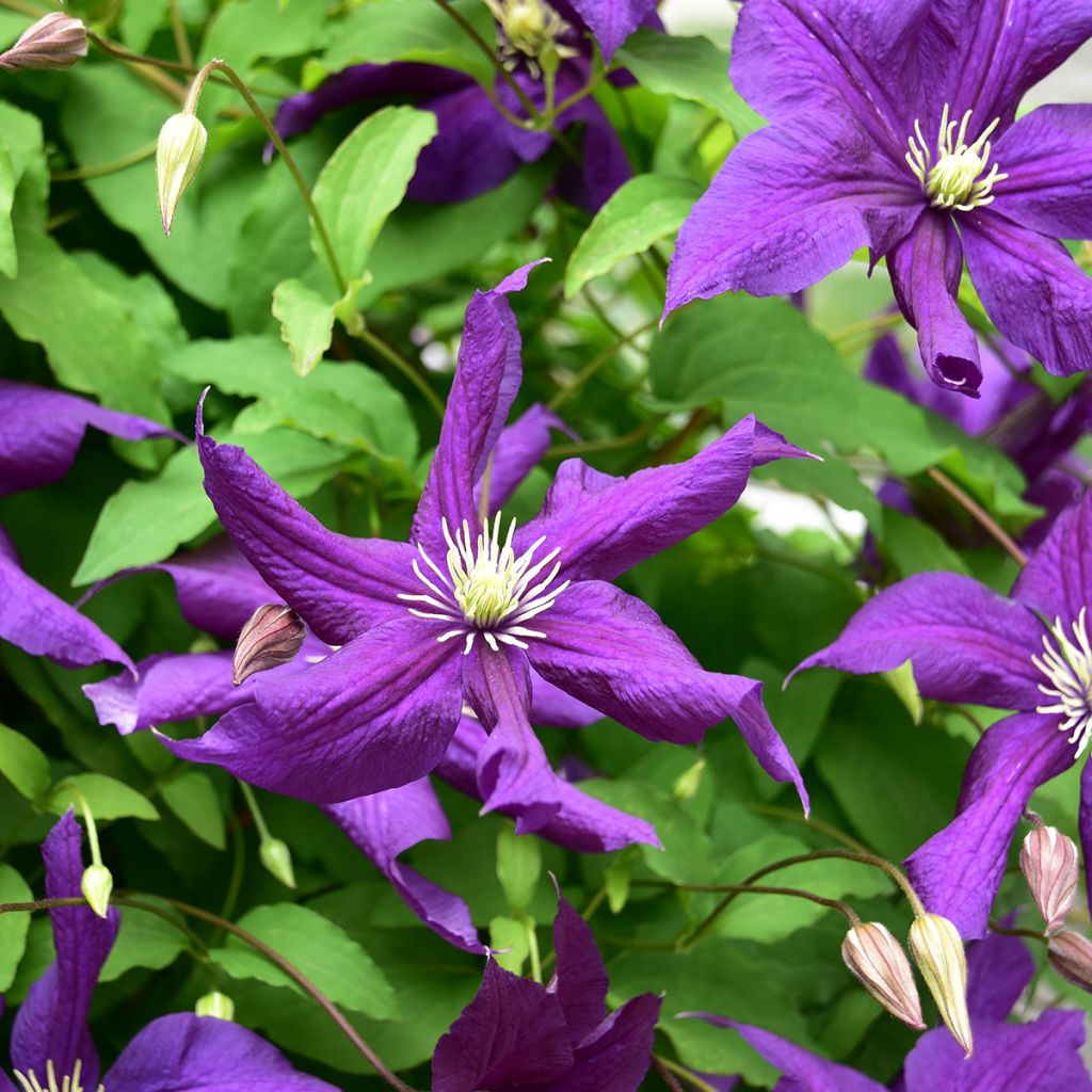 Clematis viticella Aotearoa - Clematide