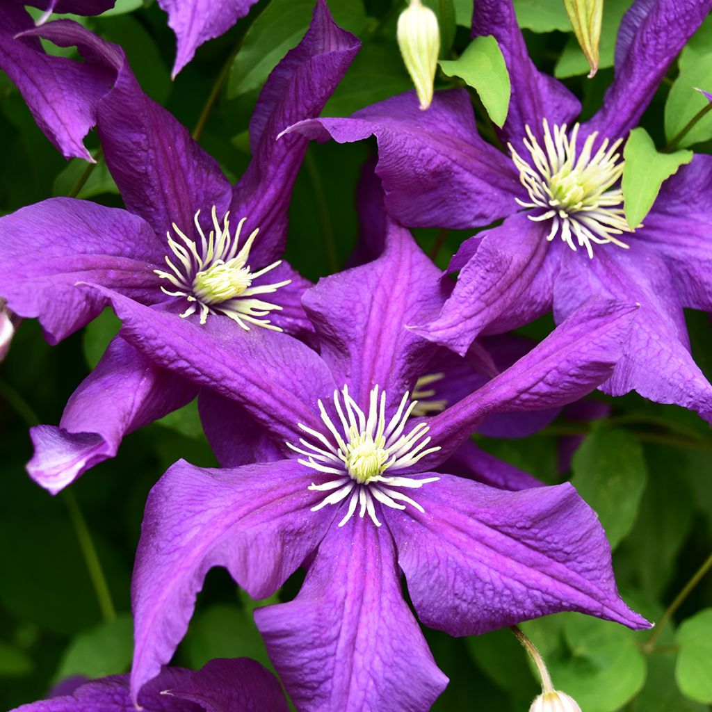 Clematis viticella Aotearoa - Clematide