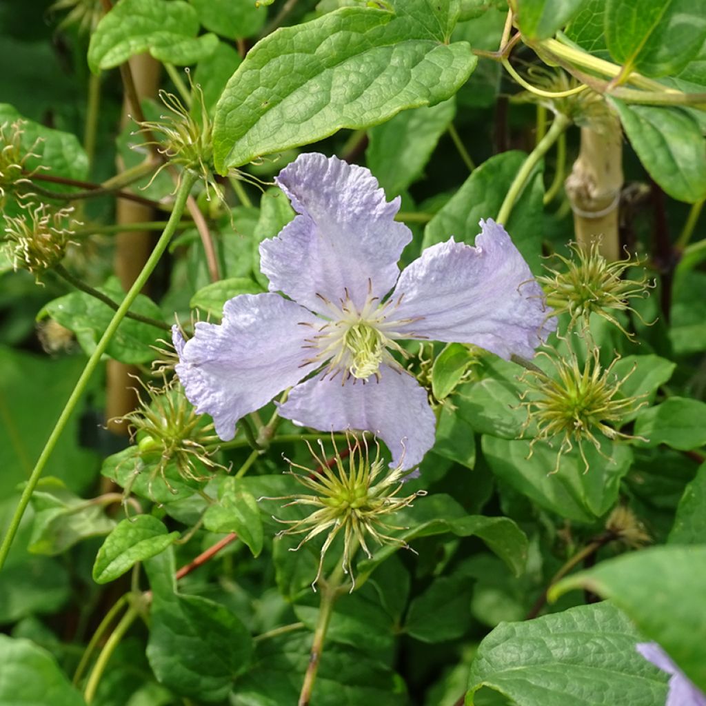 Clematis Blekitny aniol - Clematide