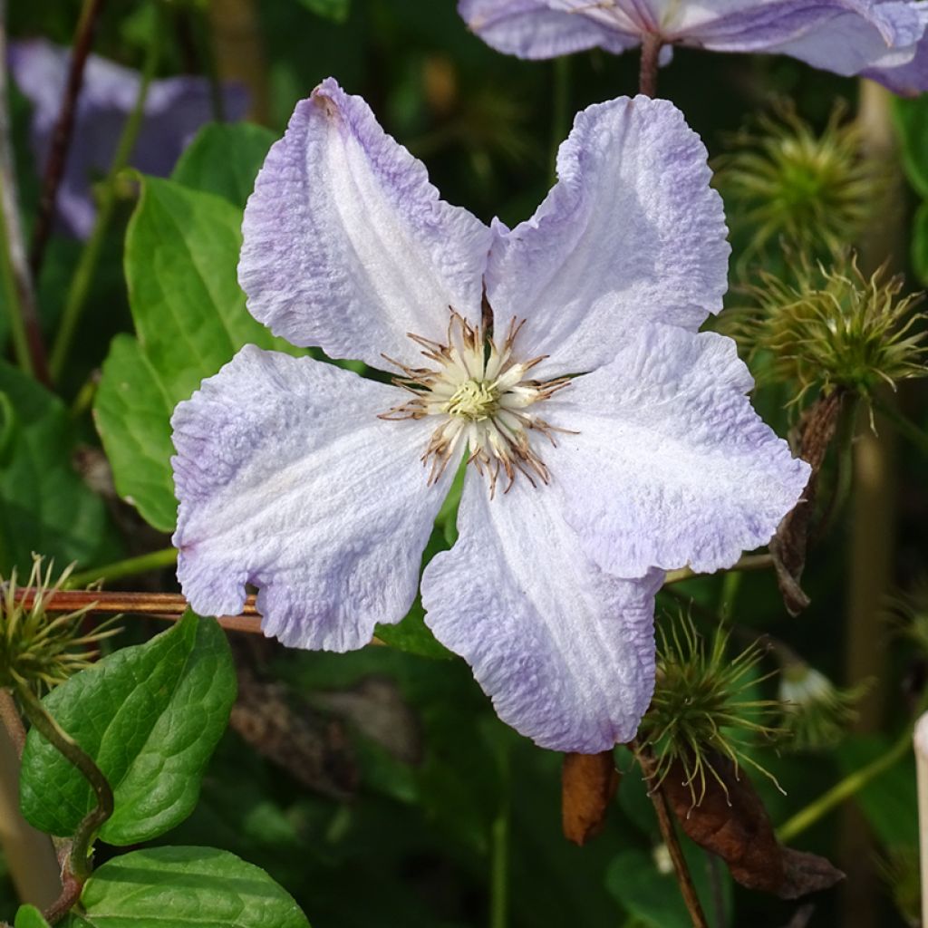 Clematis Blekitny aniol - Clematide