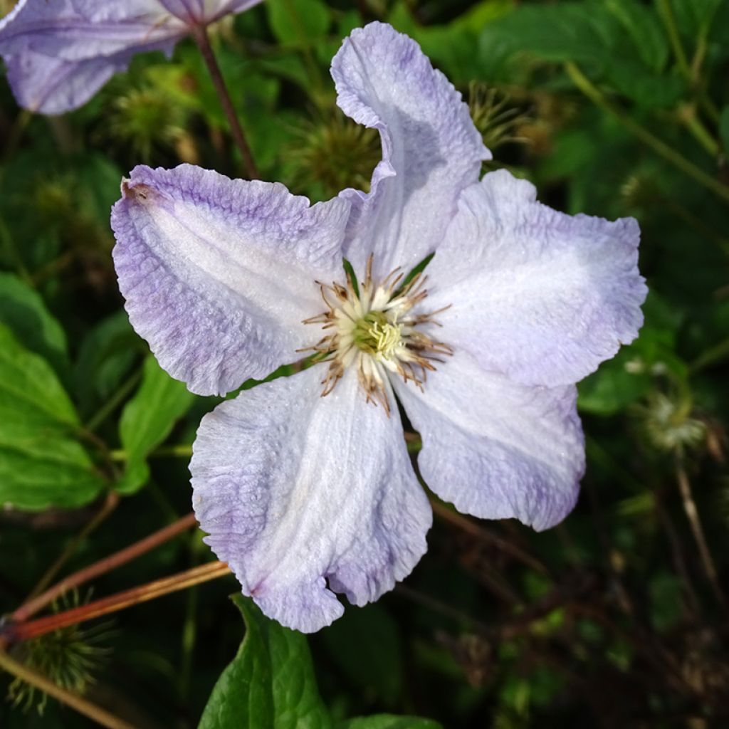 Clematis Blekitny aniol - Clematide