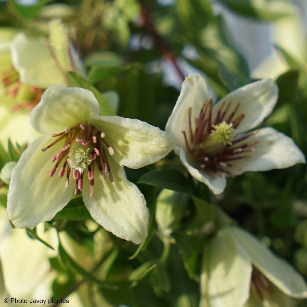 Clematis napaulensis Christmas Surprise - Clematide