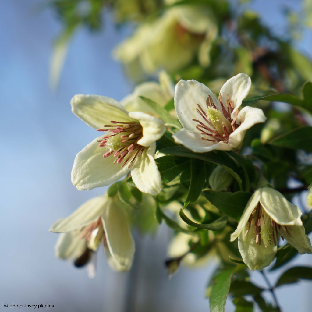 Clematis napaulensis Christmas Surprise - Clematide