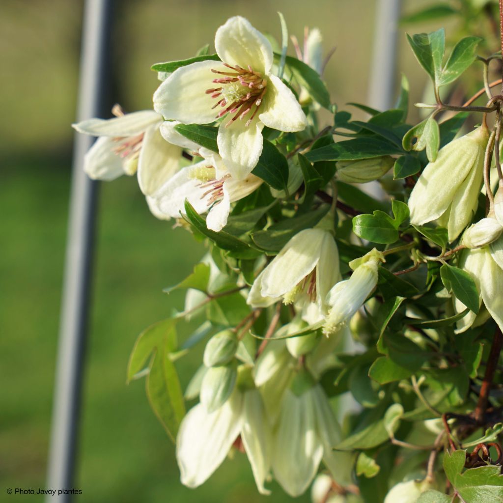 Clematis napaulensis Christmas Surprise - Clematide