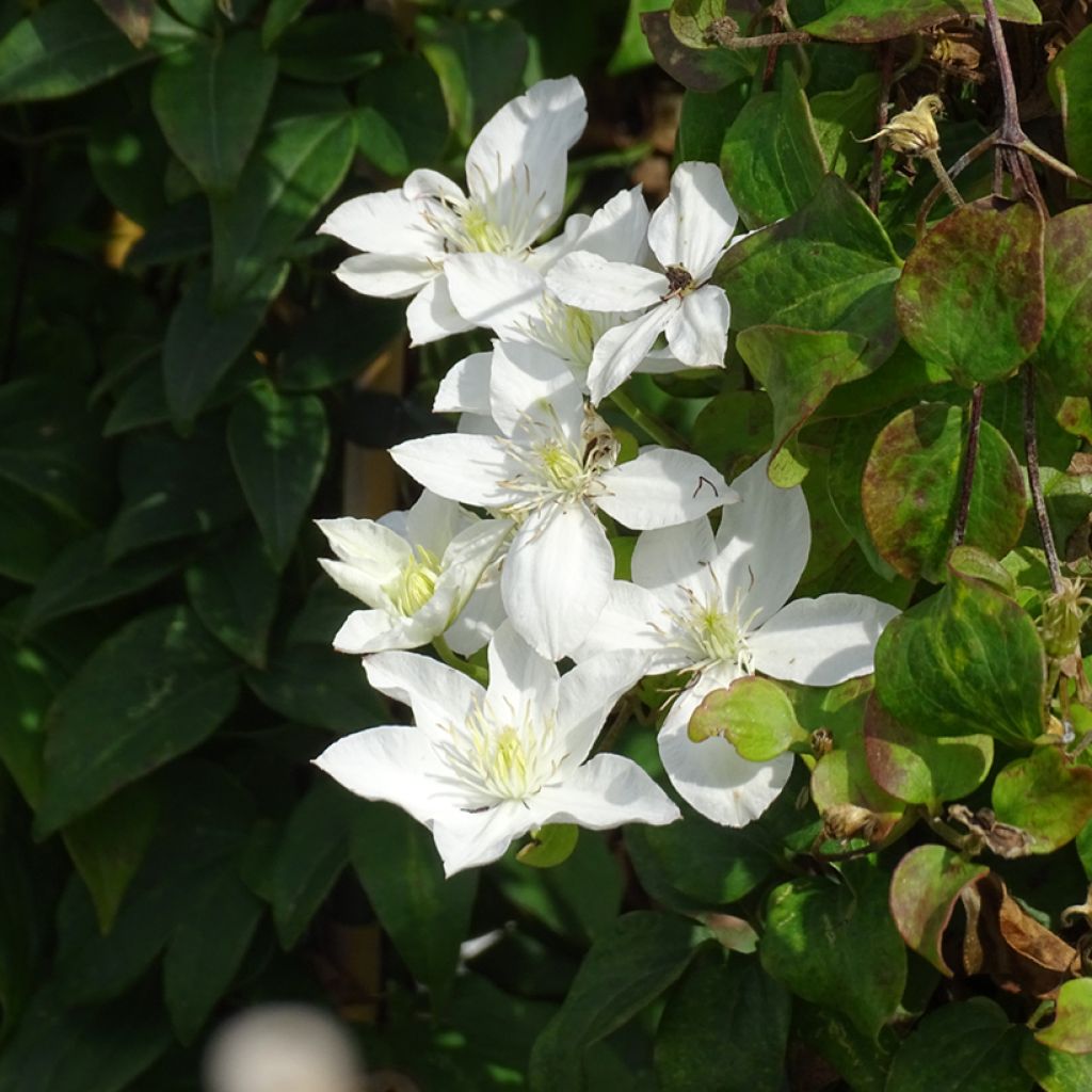 Clematis integrifolia Baby Star - Clematide