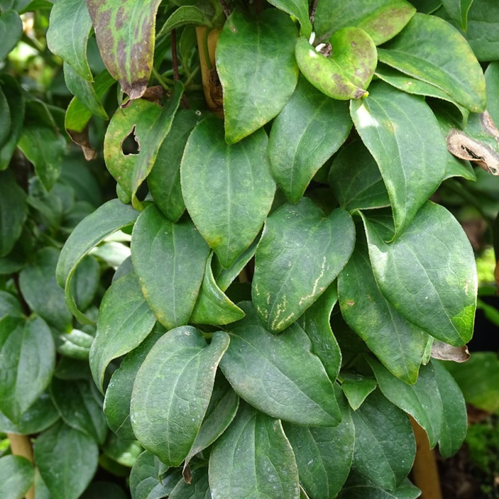 Clematis integrifolia Baby Star - Clematide