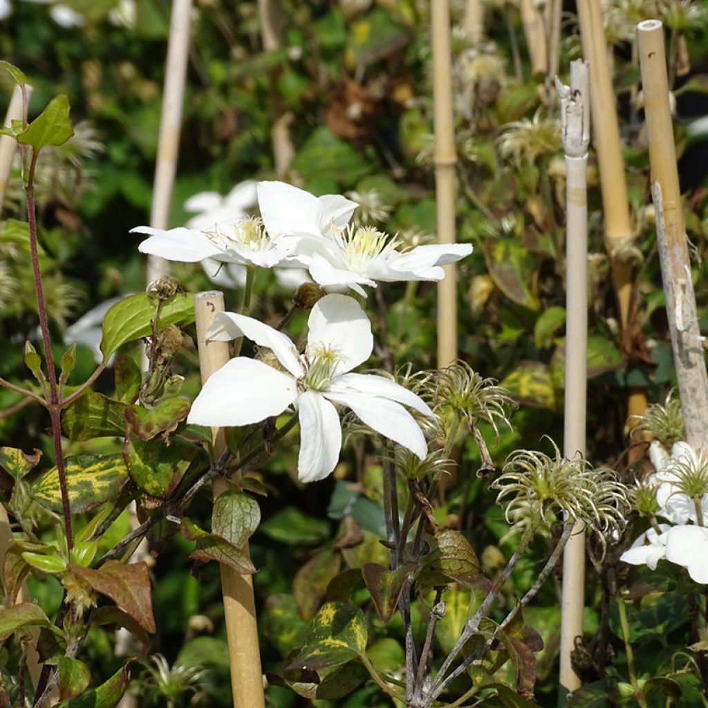 Clematis integrifolia Baby Star - Clematide