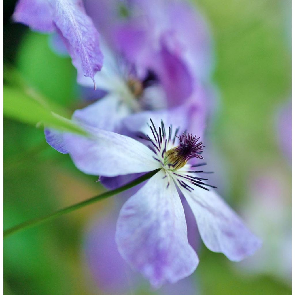 Clématite - Clematis Cloudburst®