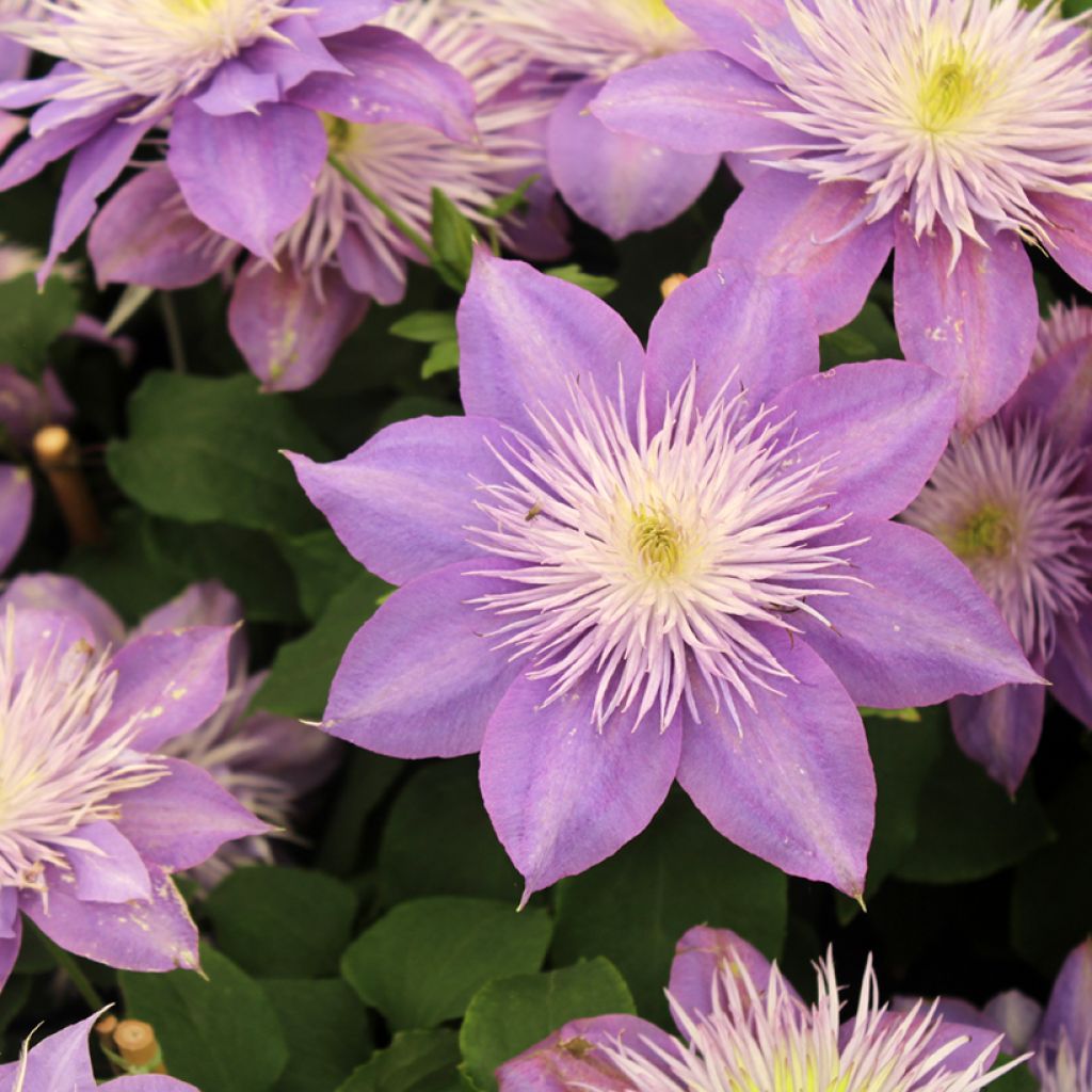 Clematis Crystal Fountain - Clematide