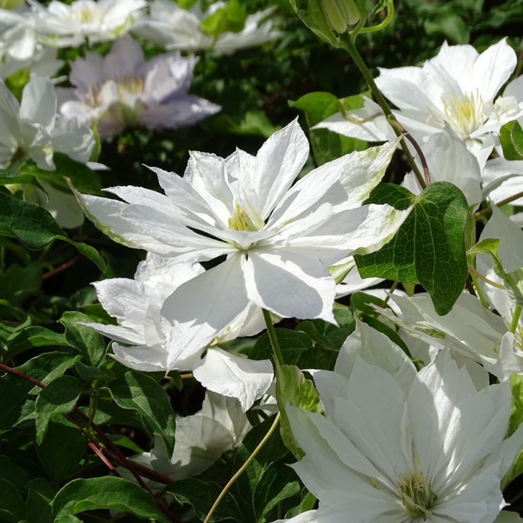 Clematis Dancing Dorien - Clematide