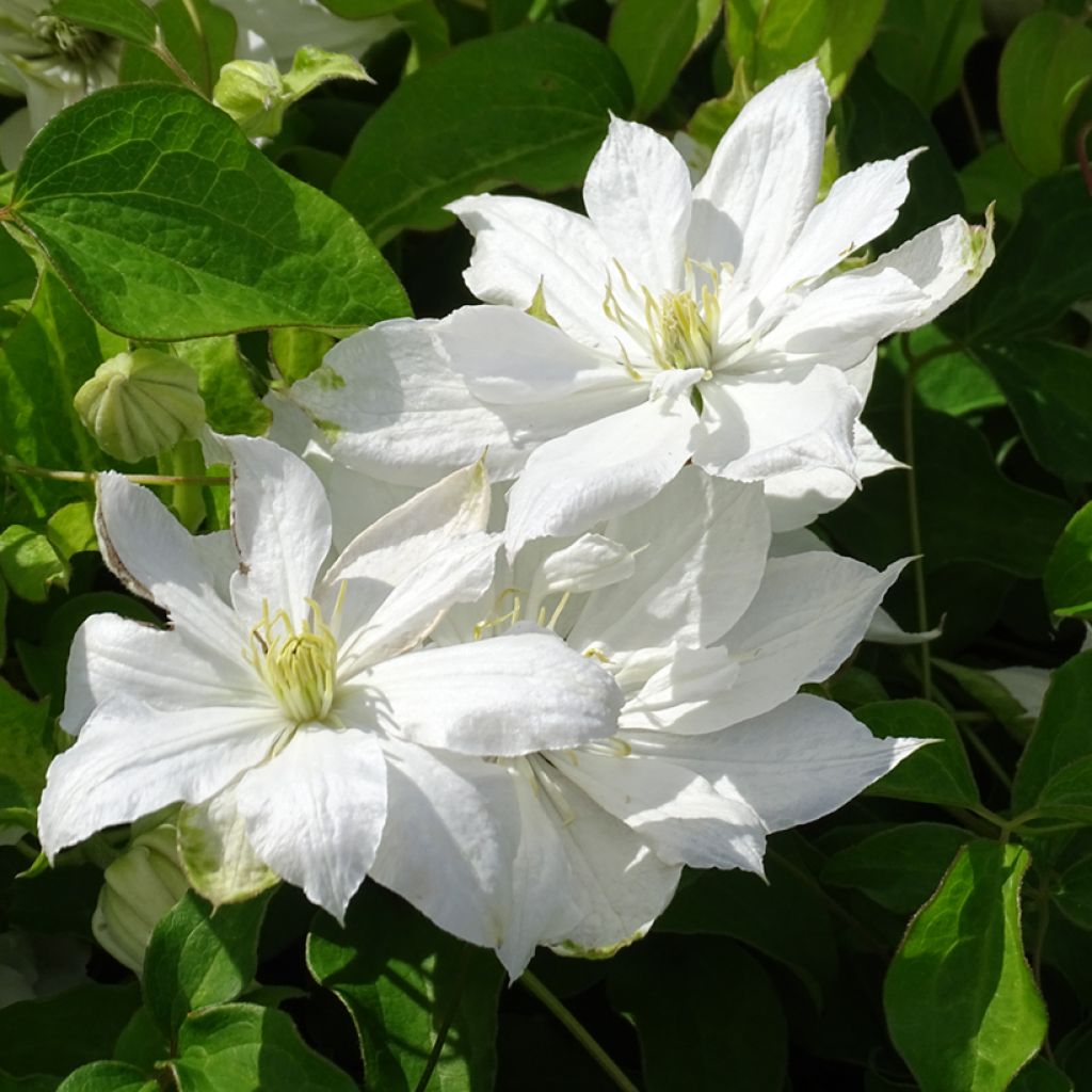 Clematis Dancing Dorien - Clematide