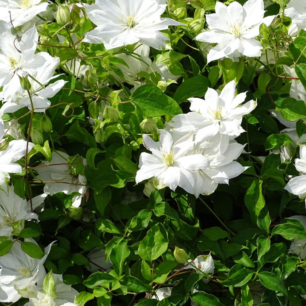 Clematis Dancing Dorien - Clematide