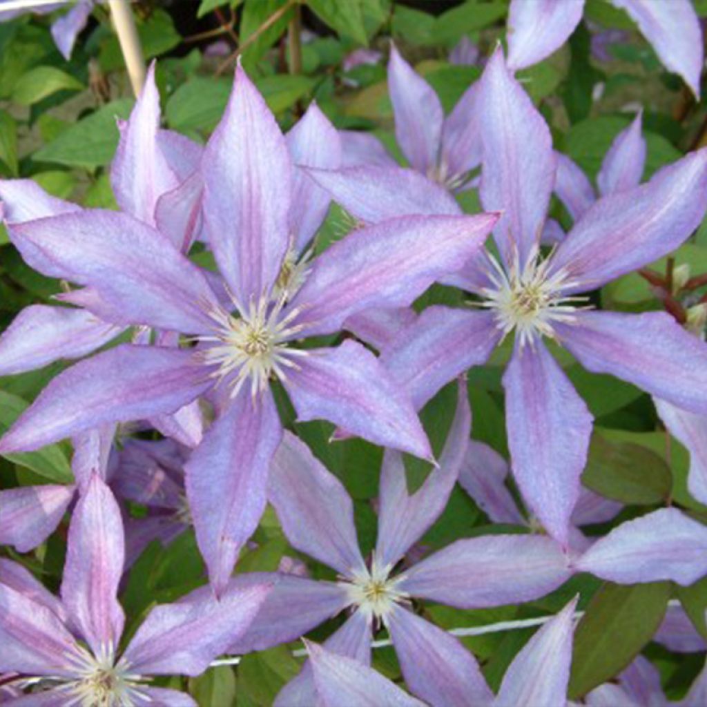 Clematis Dorothy Walton - Clematide