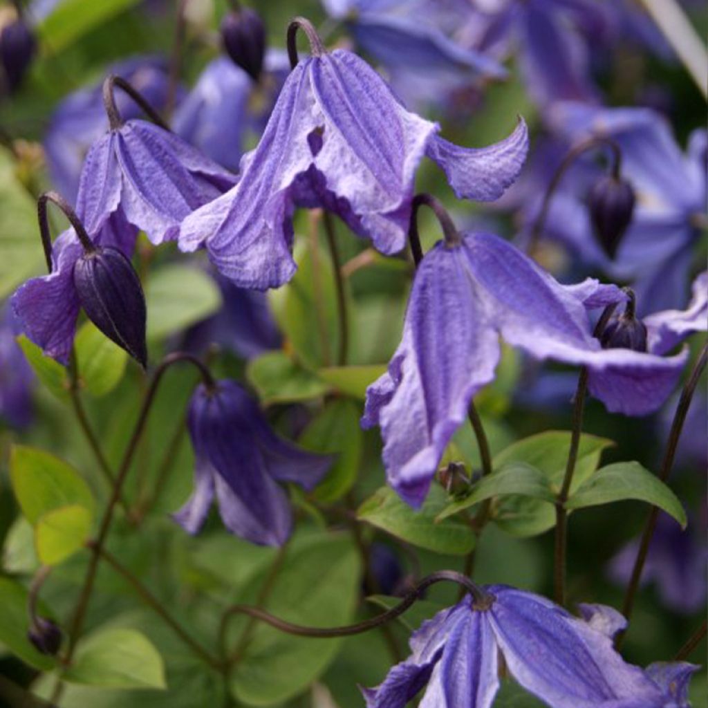 Clematis Eriostemon - Clematide