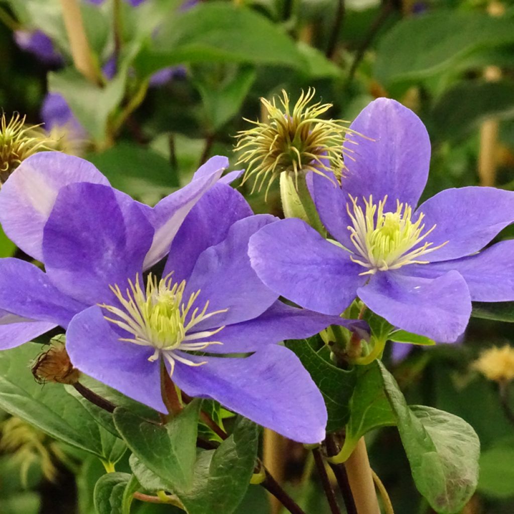 Clematis Fuji Musume - Clematide