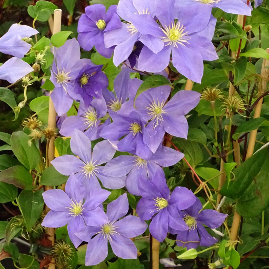 Clematis Fuji Musume - Clematide