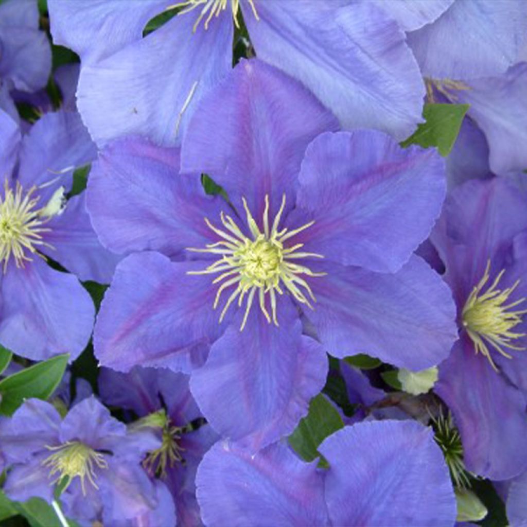 Clematis Général Sikorski - Clematide