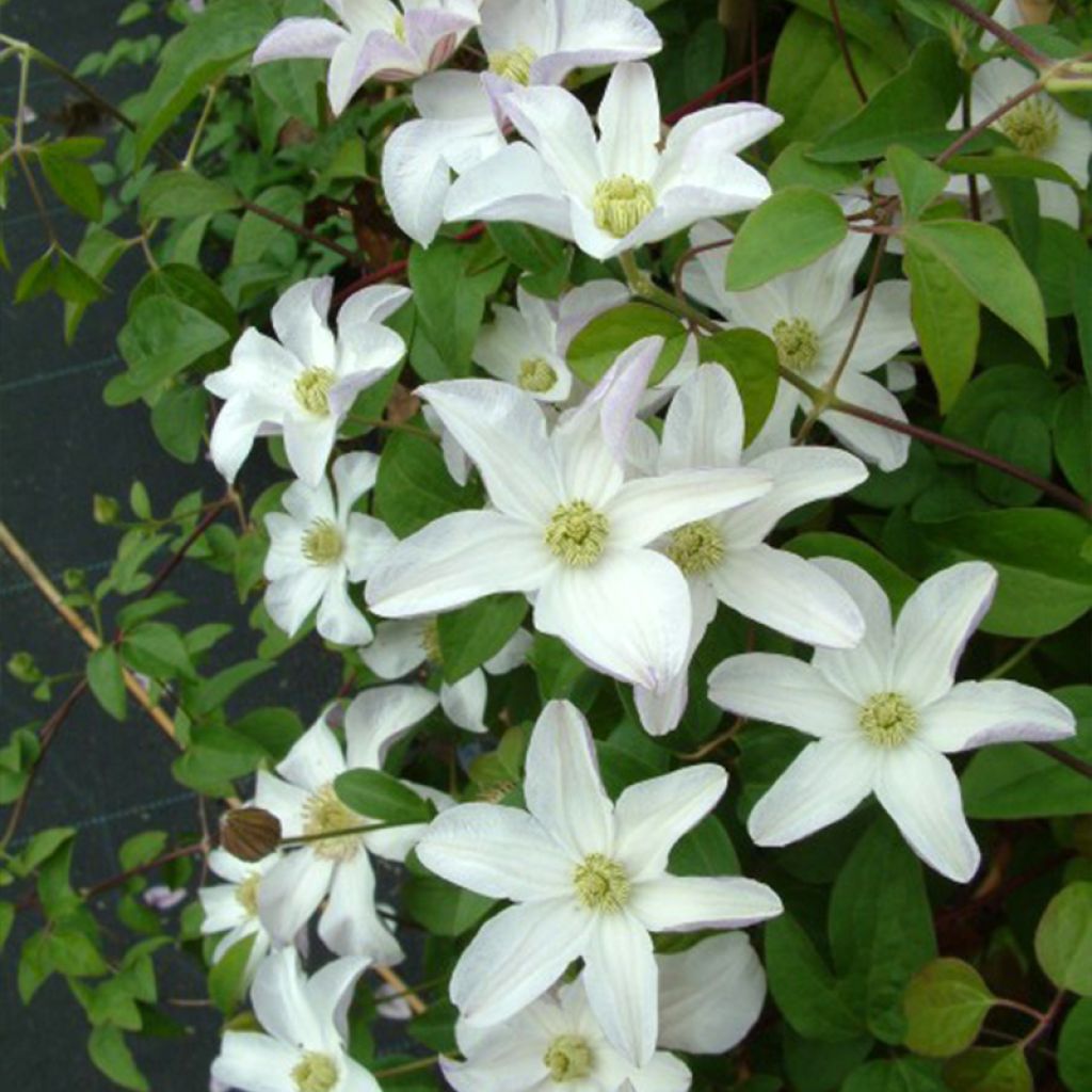 Clématite - Clematis Huldine