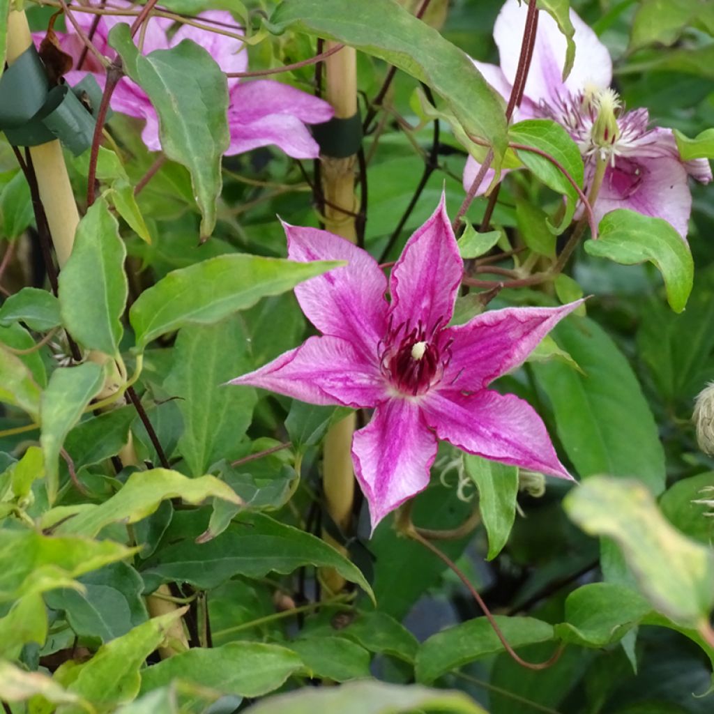 Clematis Isabella - Clematide