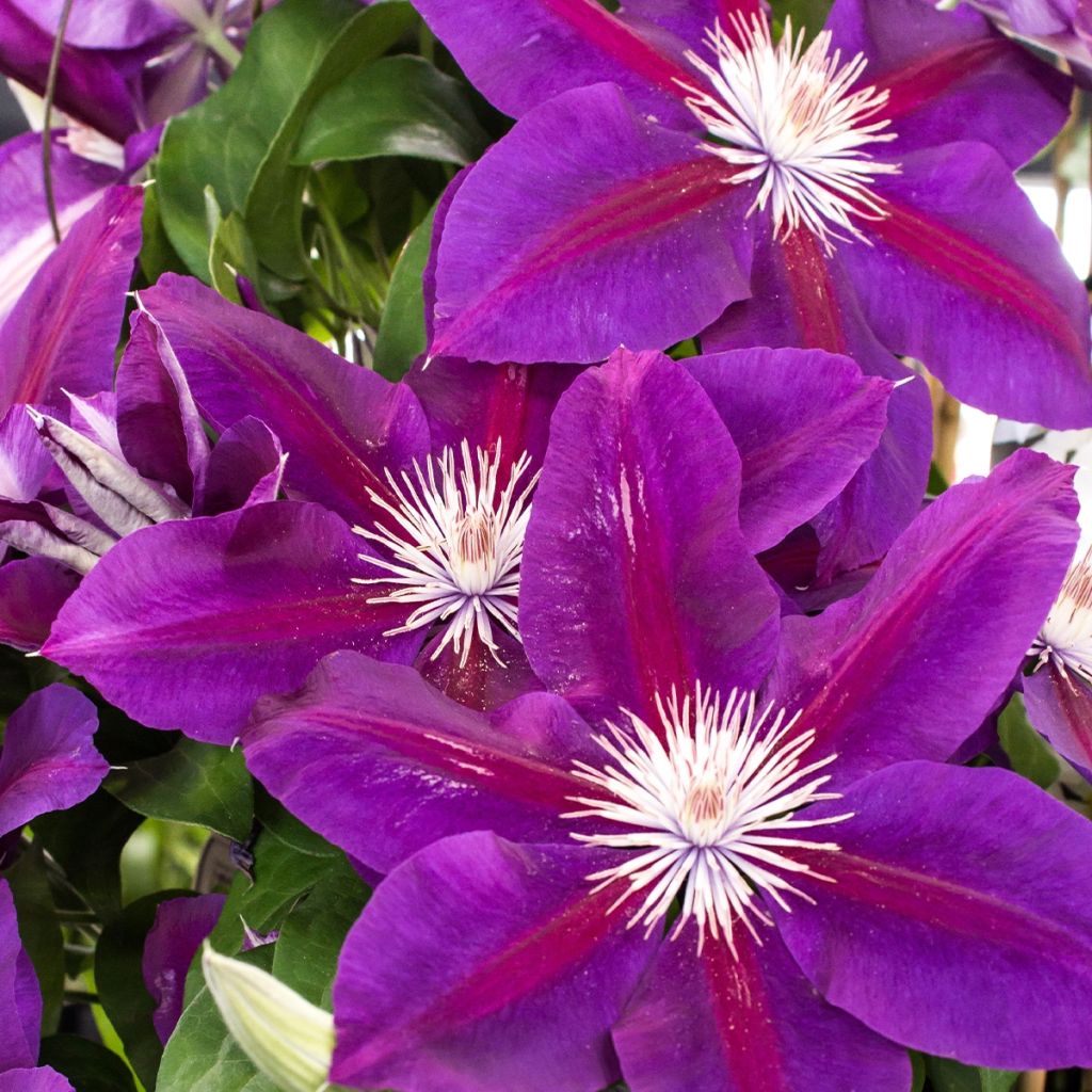 Clématite - Clematis Julka