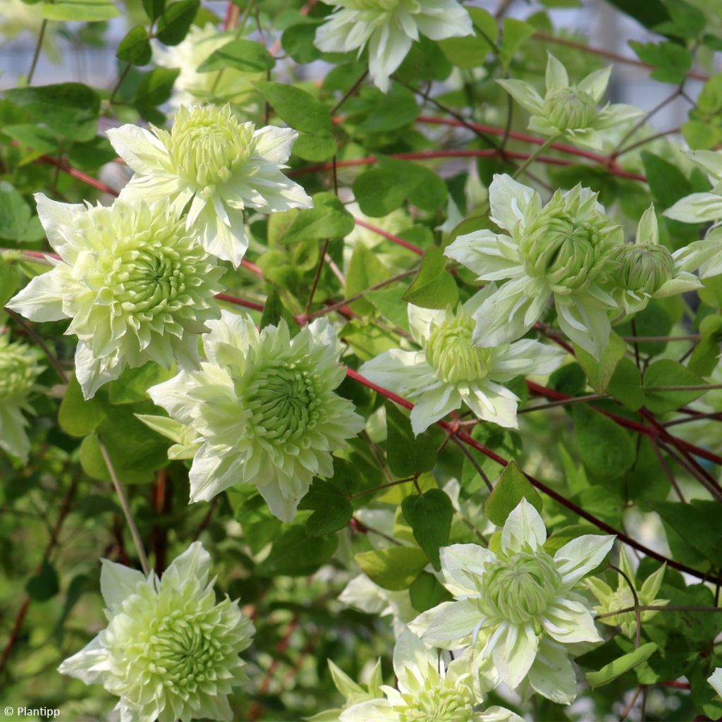 Clématite - Clematis Manju