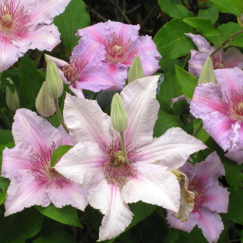 Clématite - Clematis Marmori