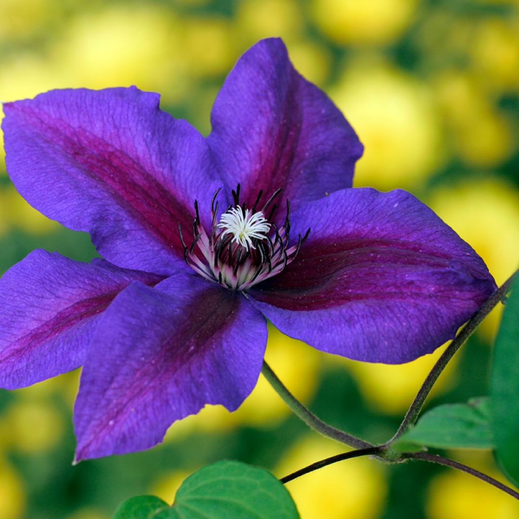 Clematis Mrs N. Thompson - Clematide