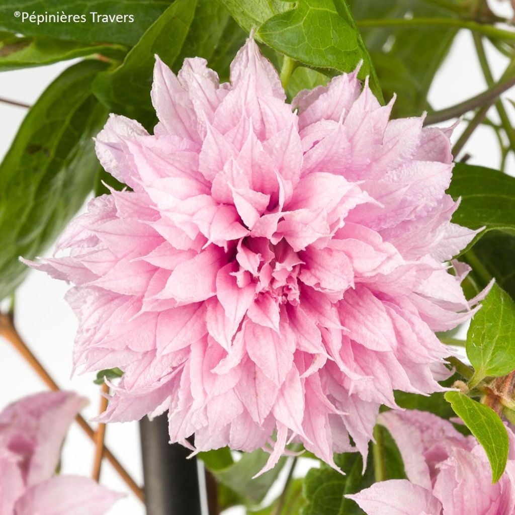 Clematis Multi Pink - Clematide