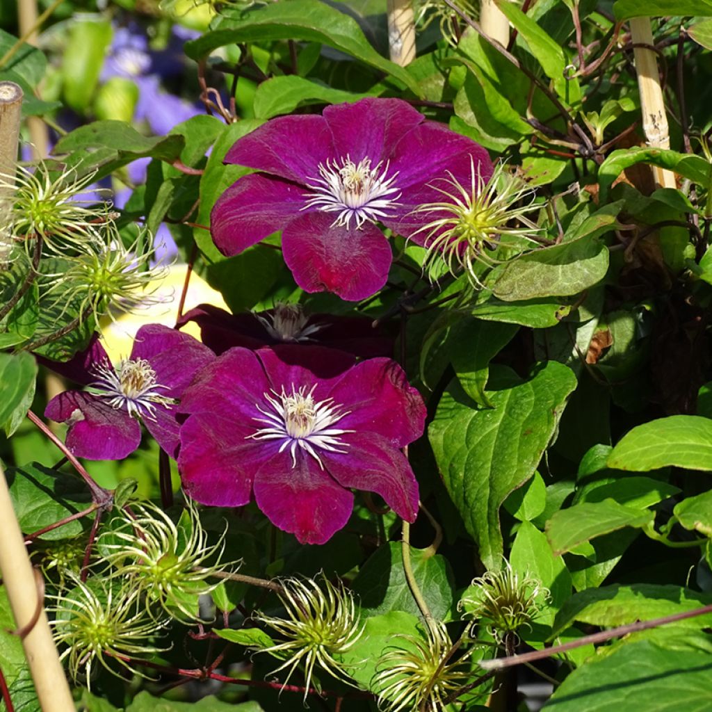 Clematis Rouge Cardinal - Clematide