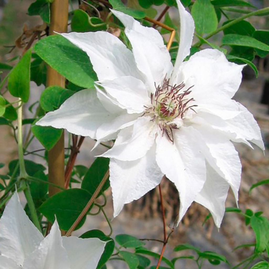 Clematis Sparkler - Clematide