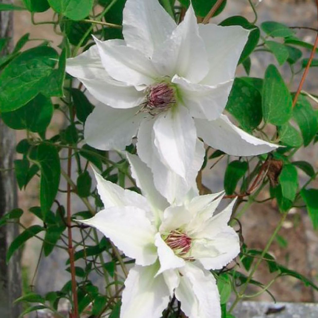 Clematis Sparkler - Clematide