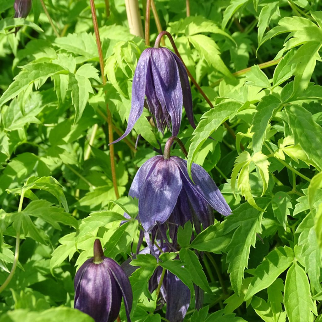 Clematis Spiky - Clematide