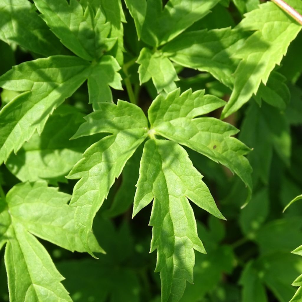 Clematis Spiky - Clematide