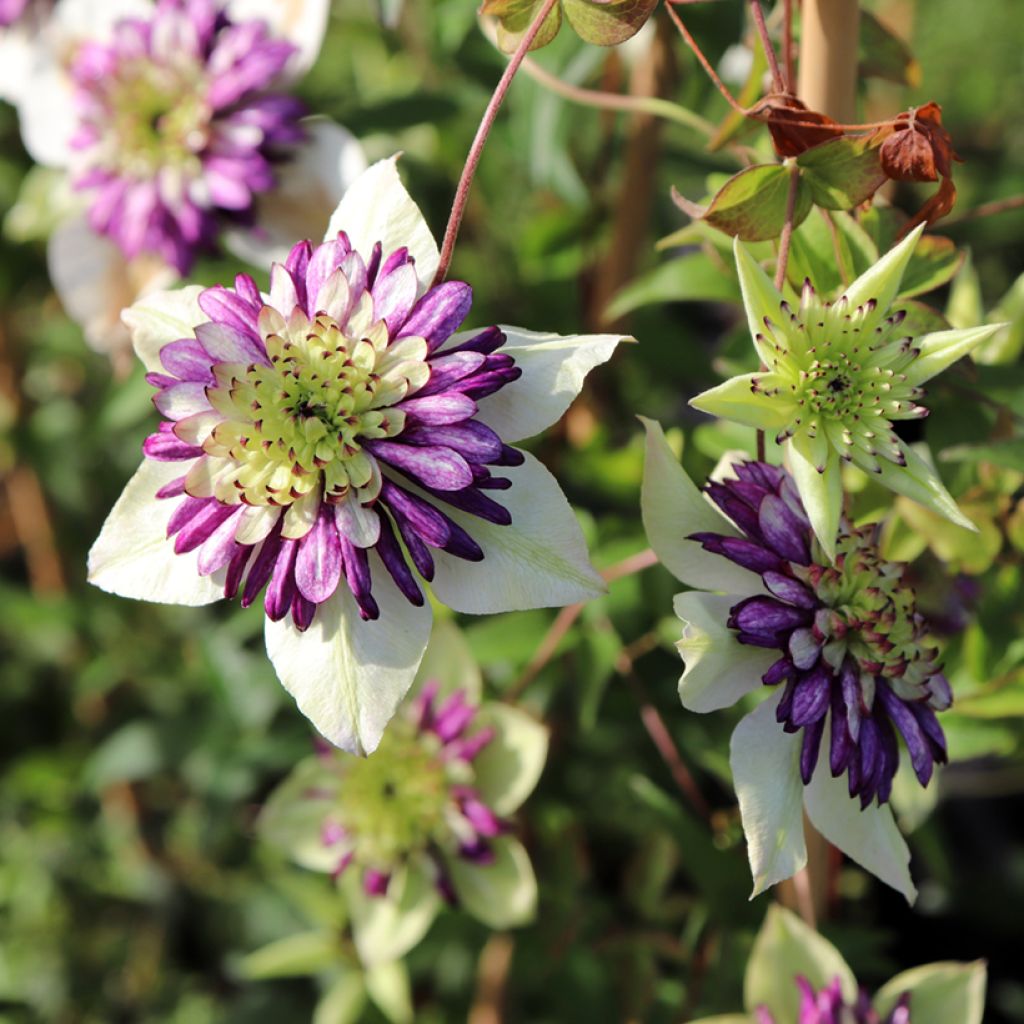 Clematis Viennetta - Clematide