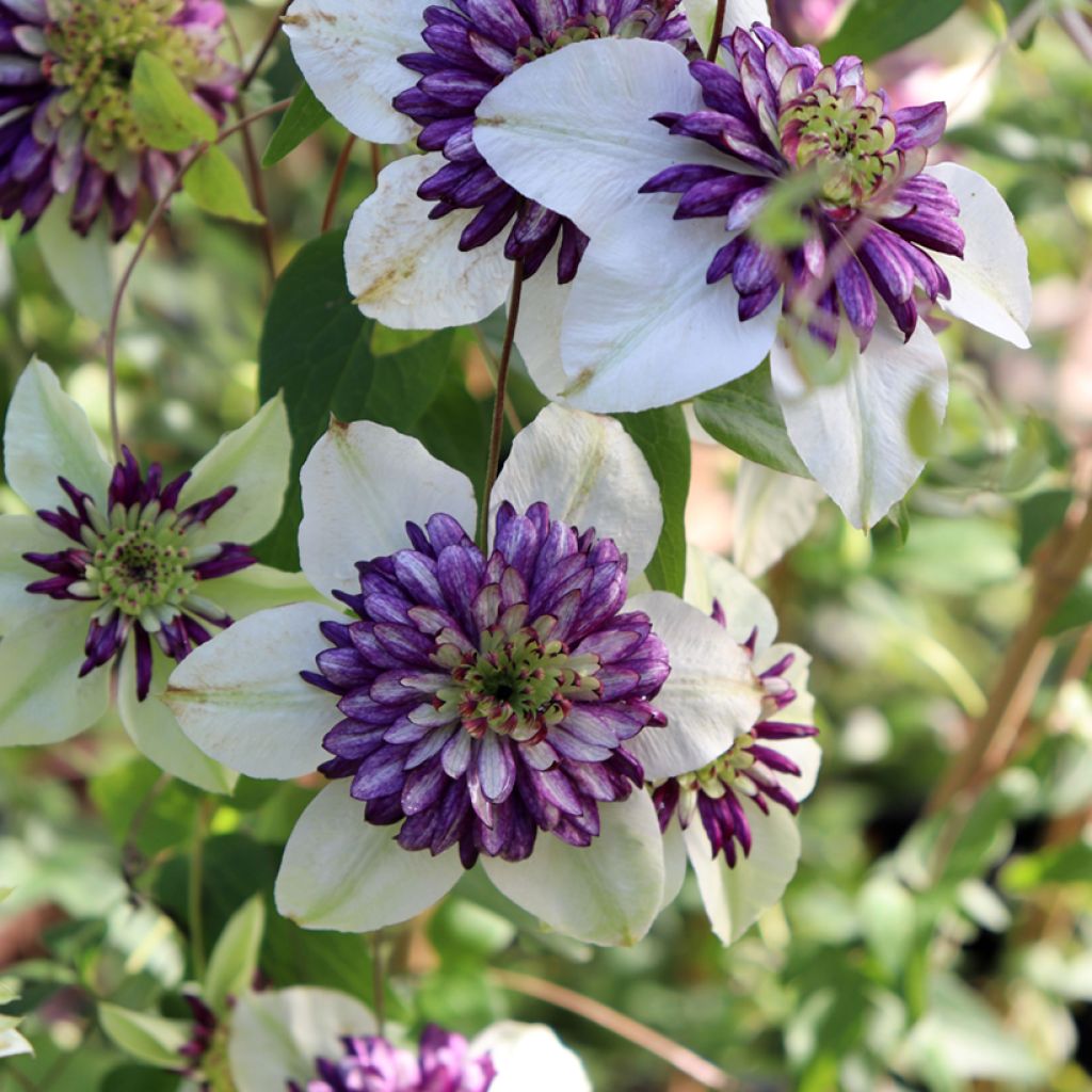 Clematis Viennetta - Clematide