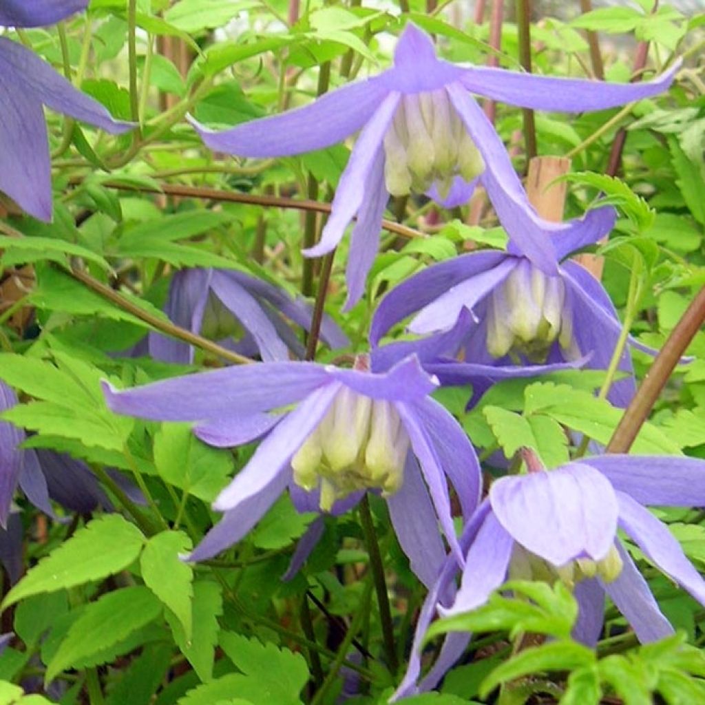 Clematis alpina - Clematide alpina