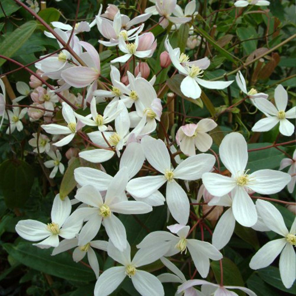 Clematis armandii Apple Blossom - clématite du père Armand