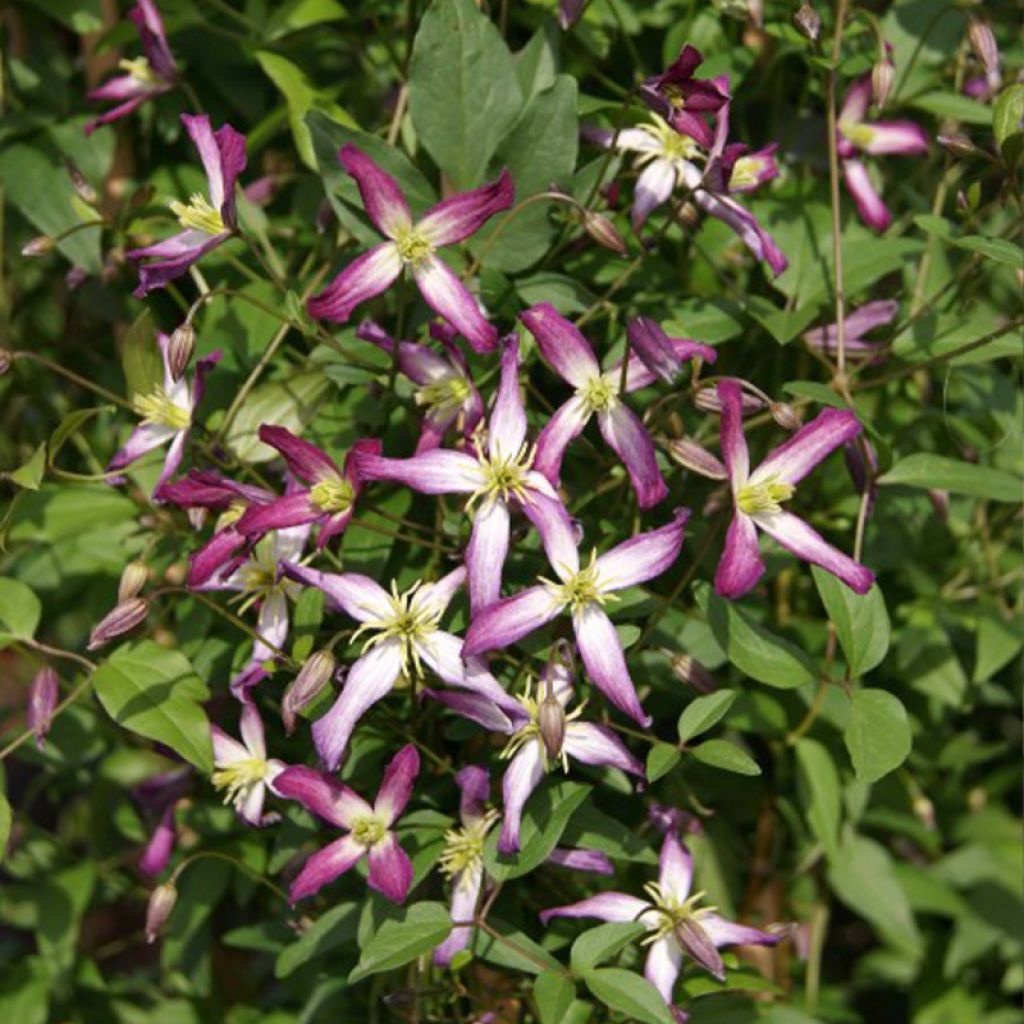 Clématite - Clematis flammula Triternata Rubromarginata