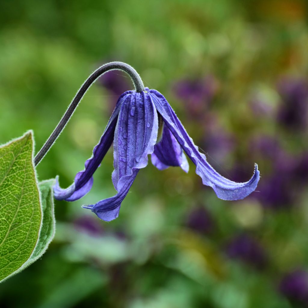 Clématite - Clematis integrifolia Baby Blue