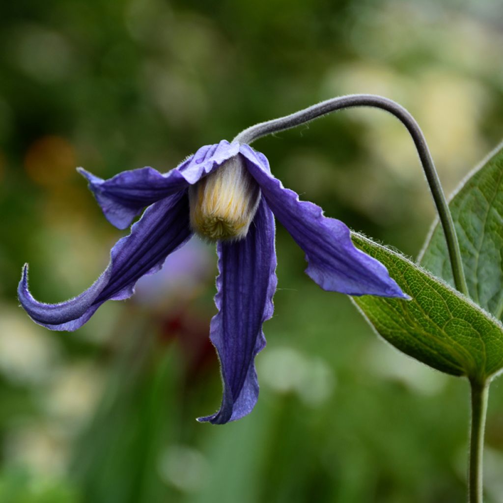 Clématite - Clematis integrifolia Baby Blue