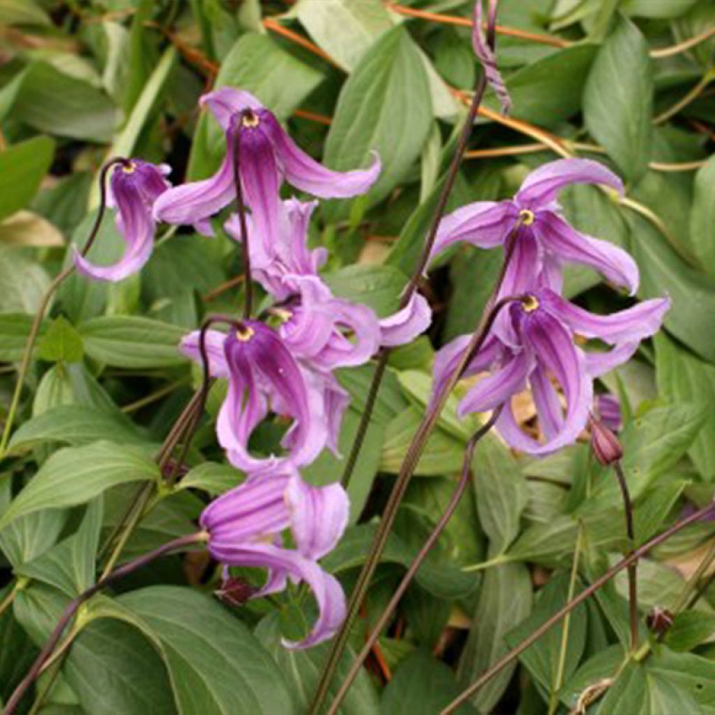 Clematis integrifolia Rosea - Clematide