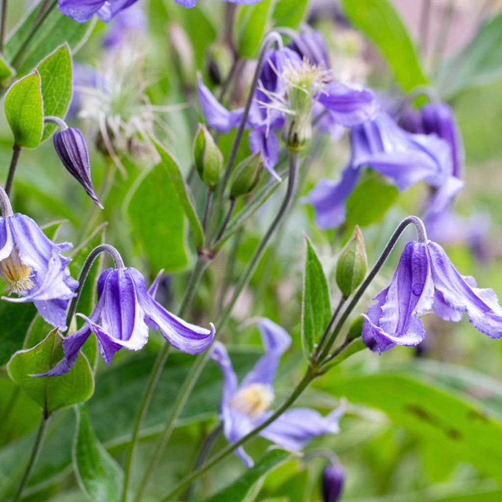 Clematis integrifolia - Clematide