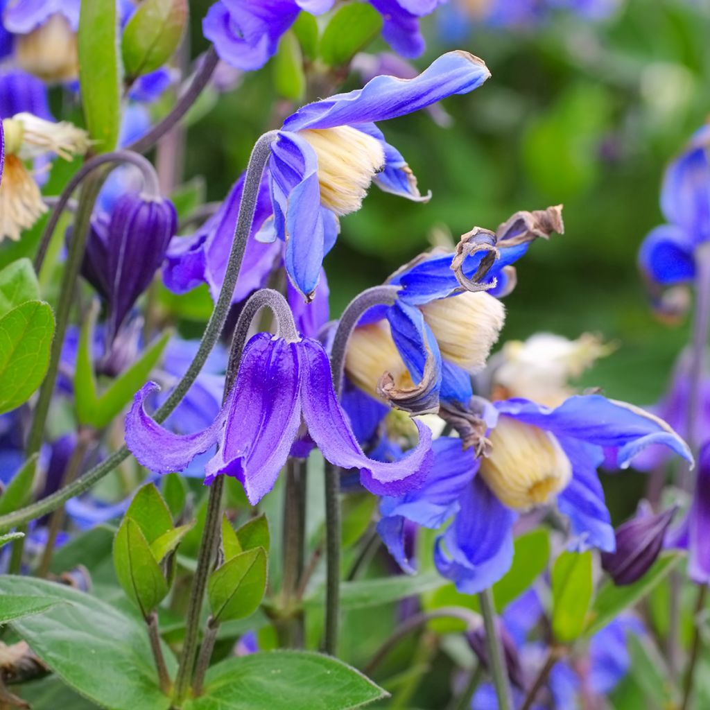 Clematis integrifolia - Clematide