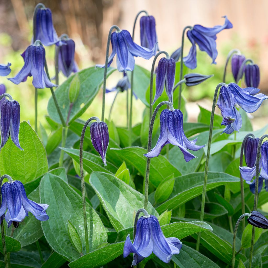 Clematis integrifolia - Clematide