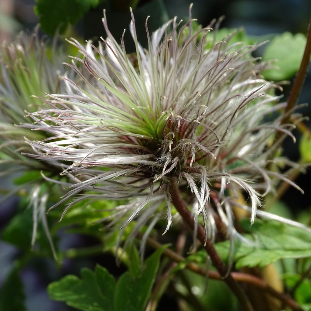 Clematis macropetala Markham's Pink - Clematide