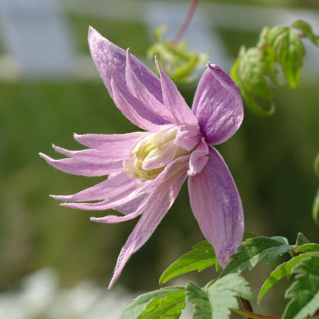 Clematis macropetala Markham's Pink - Clematide