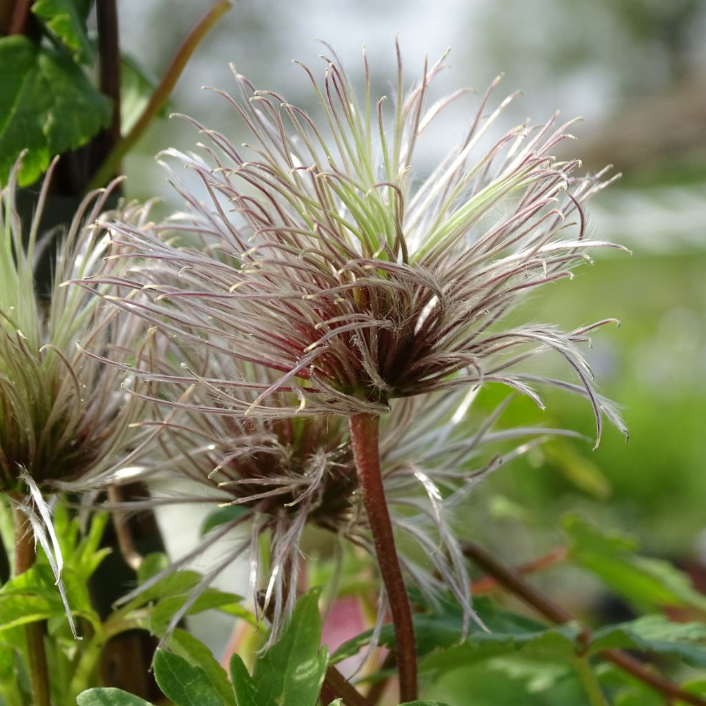 Clematis macropetala Markham's Pink - Clematide