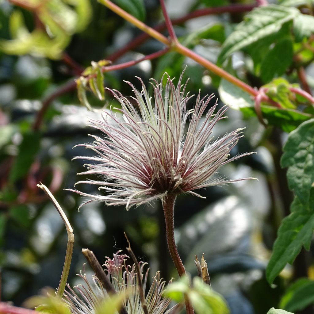 Clematis macropetala Markham's Pink - Clematide